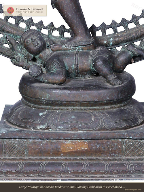Large Nataraja in Ananda Tandava within Flaming Prabhavali in Panchaloha Bronze – Swamimalai, Tamil Nadu